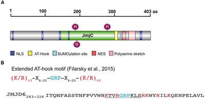 Jmjd6, a JmjC Dioxygenase with Many Interaction Partners and Pleiotropic Functions